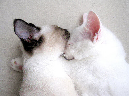 从硝烟矿场到绿茵战场,罗德里如何用一粒进球终结三百年对抗