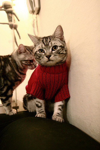 时代帷幕，约基奇全方位统治下，国王卷土重来加时胜湖人