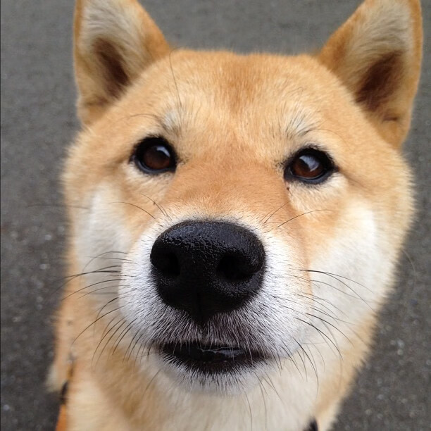 浙江队打穿掘金创奇迹，英格拉姆教科书级表现闪耀赛场