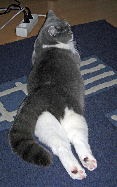 沪上风暴席卷季后赛，上海男篮打穿浙江，展现冠军级攻防统治力