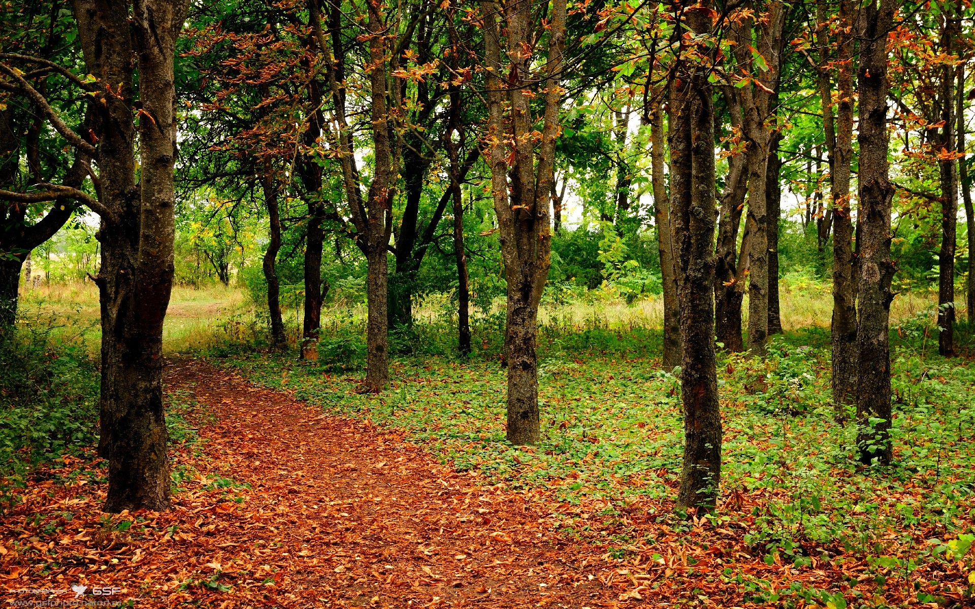 绿茵烽火，迪亚斯千场铸传奇，北非雄狮火力全开降服马赛