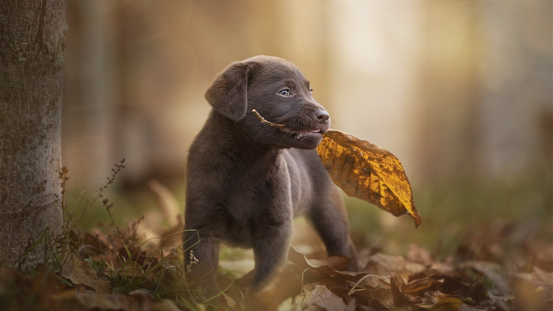 开云APP-莫德里奇式魔法点燃友谊赛，委内瑞拉与土耳其的跨洲对决