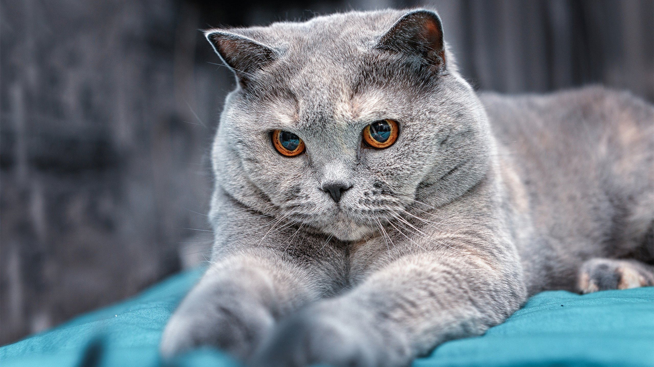 孔德大爆炸!亚特兰大KO皇家社会,这就是现代足球的精准爆破