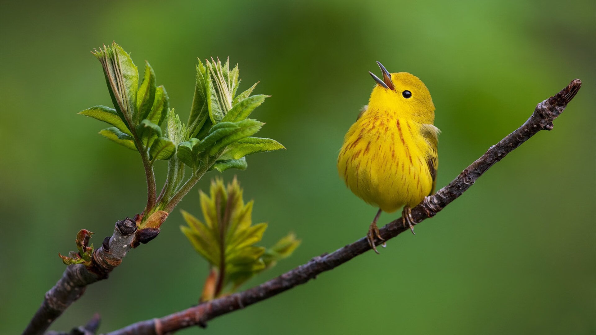 巴萨门神绝杀德国,当防线成为音符,攻守之势在指尖倒转