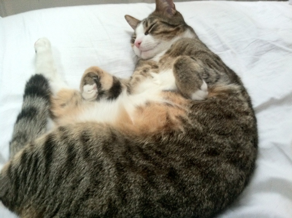 开云体育官方网站-背水之战，世界排名争夺战焦点战，山西队强压骑士