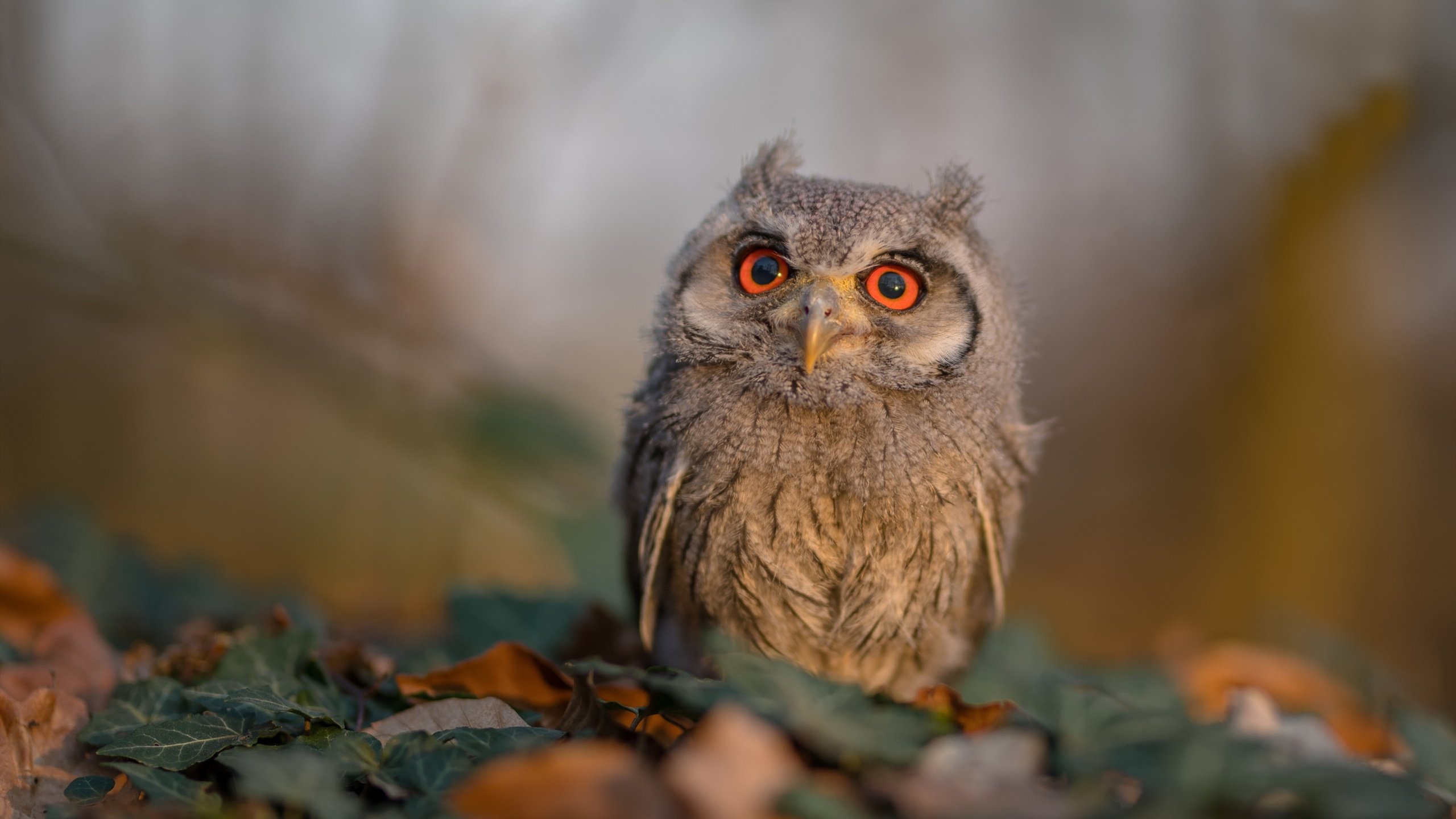 铁血与玫瑰的终章,西决生死战,开拓者血战撕裂绿衫军