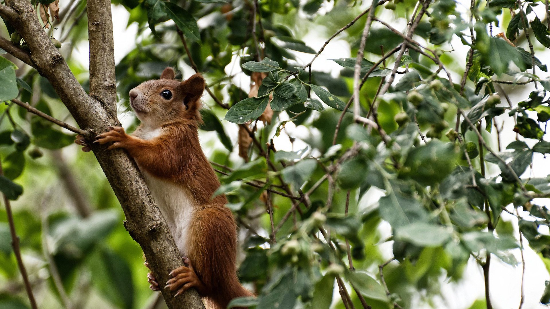 掘金提前终结悬念开拓者,西亚卡姆赛后评分拉满