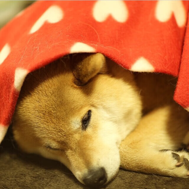 开云平台-法拉利红焰划破巴林夜幕，沉睡野兽的觉醒宣言