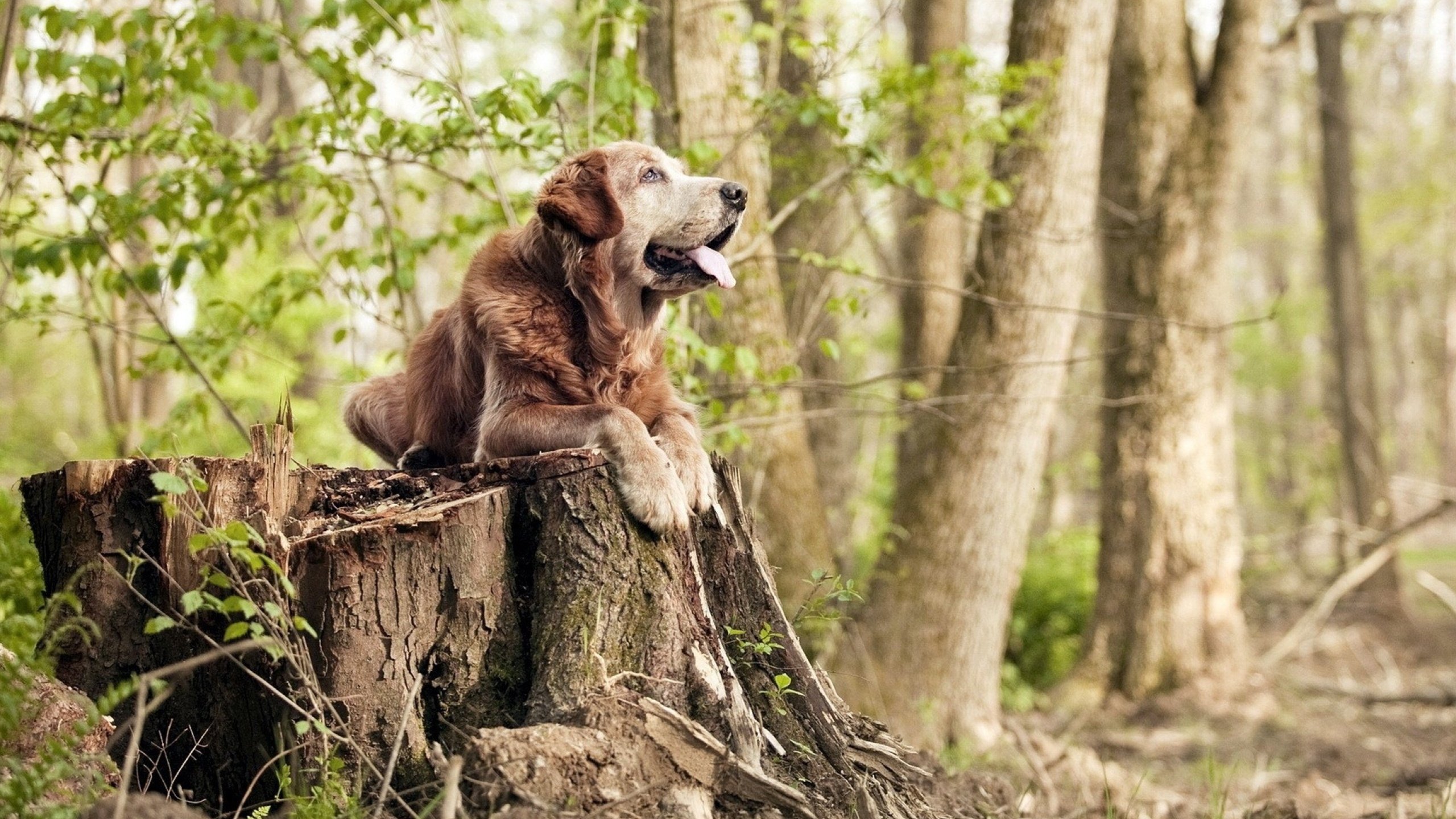 NBA季后赛焦点战,雄鹿队惊天翻盘山西队,书写逆袭传奇