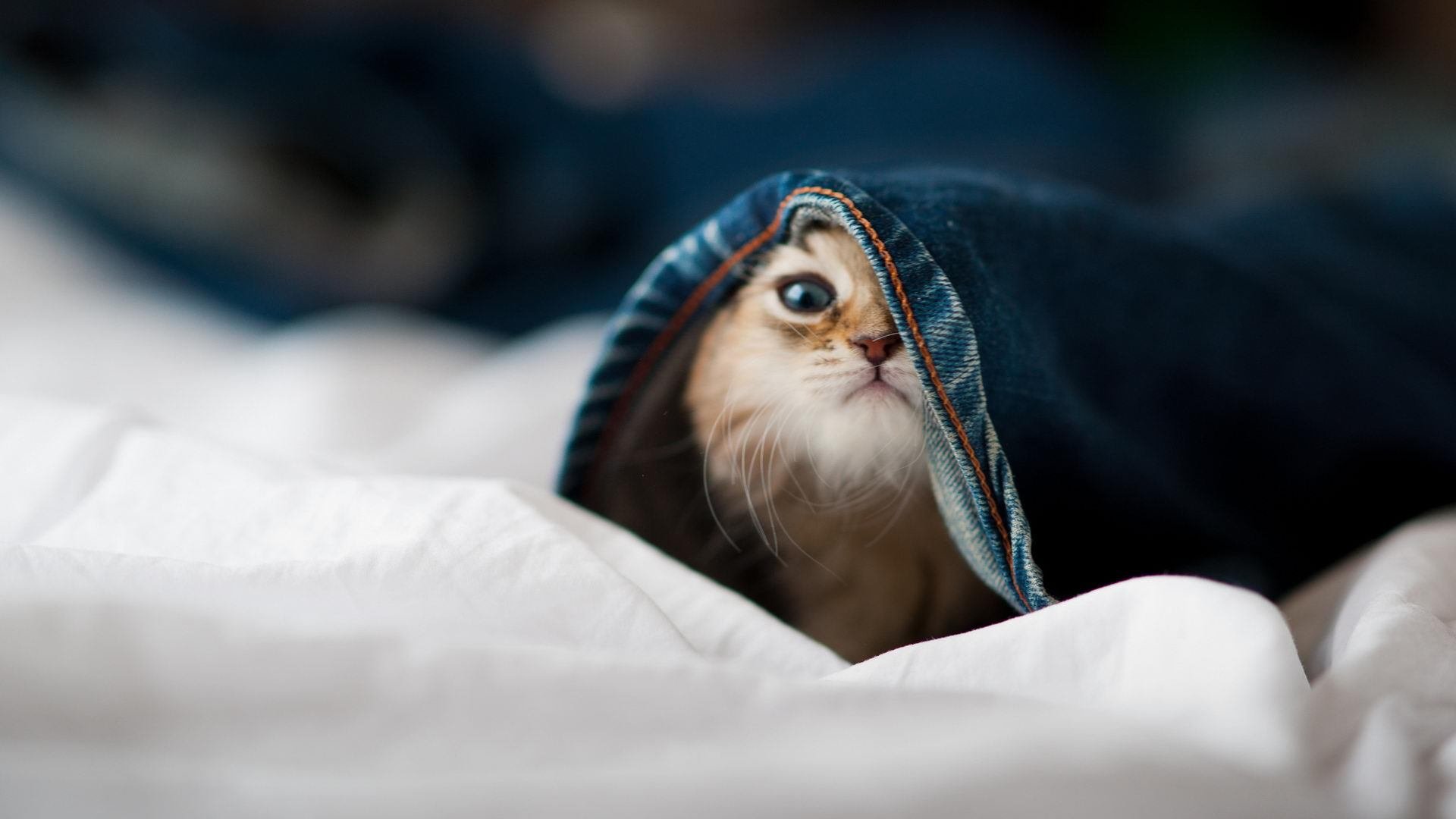 当巴斯托尼在NBA总决赛命中绝杀,一场体育平行宇宙的荒诞与现实