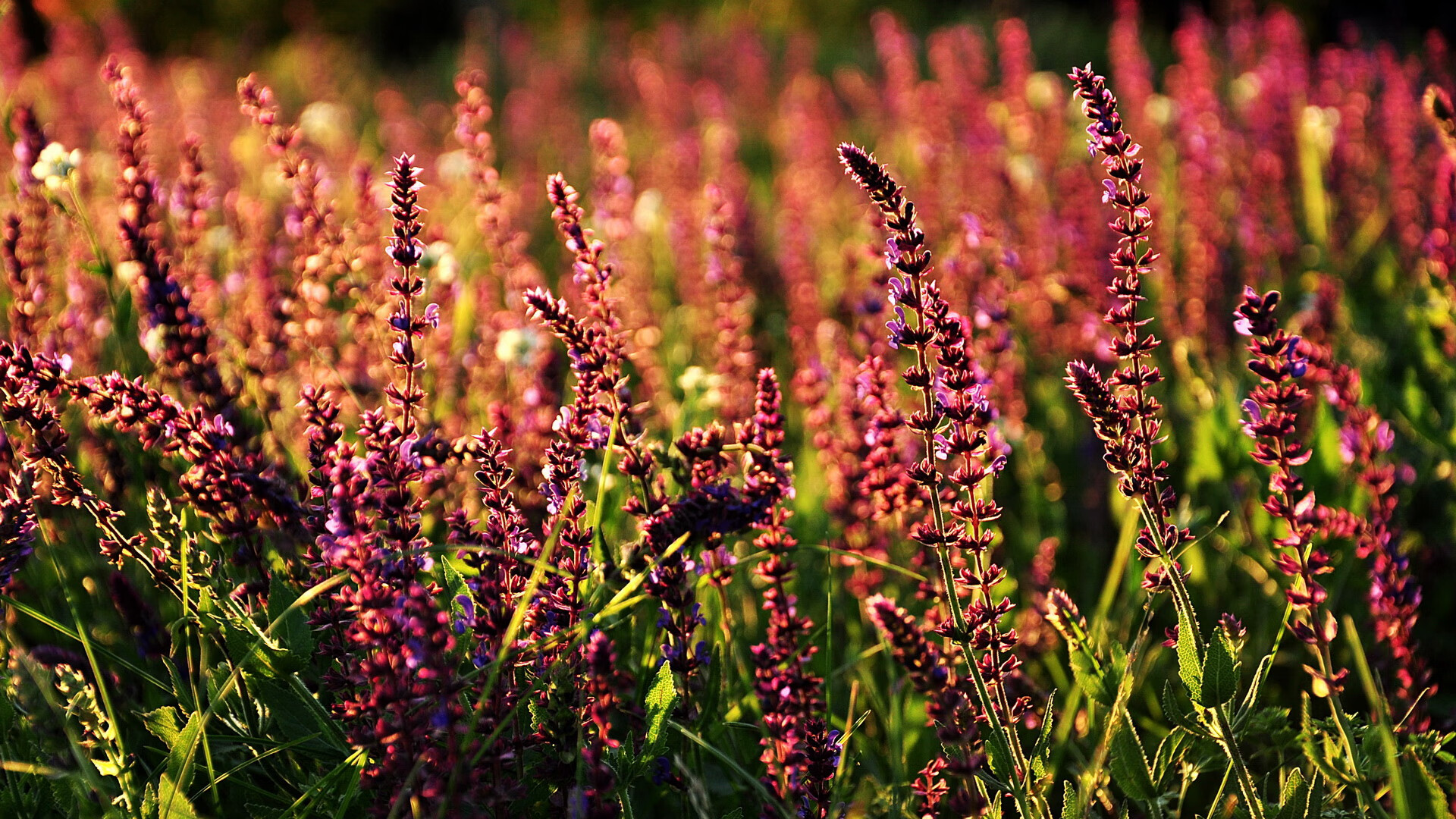 开云体育登录-绝境重生，美加墨世界杯上葡萄牙最后时刻击碎摩洛哥黑马神话