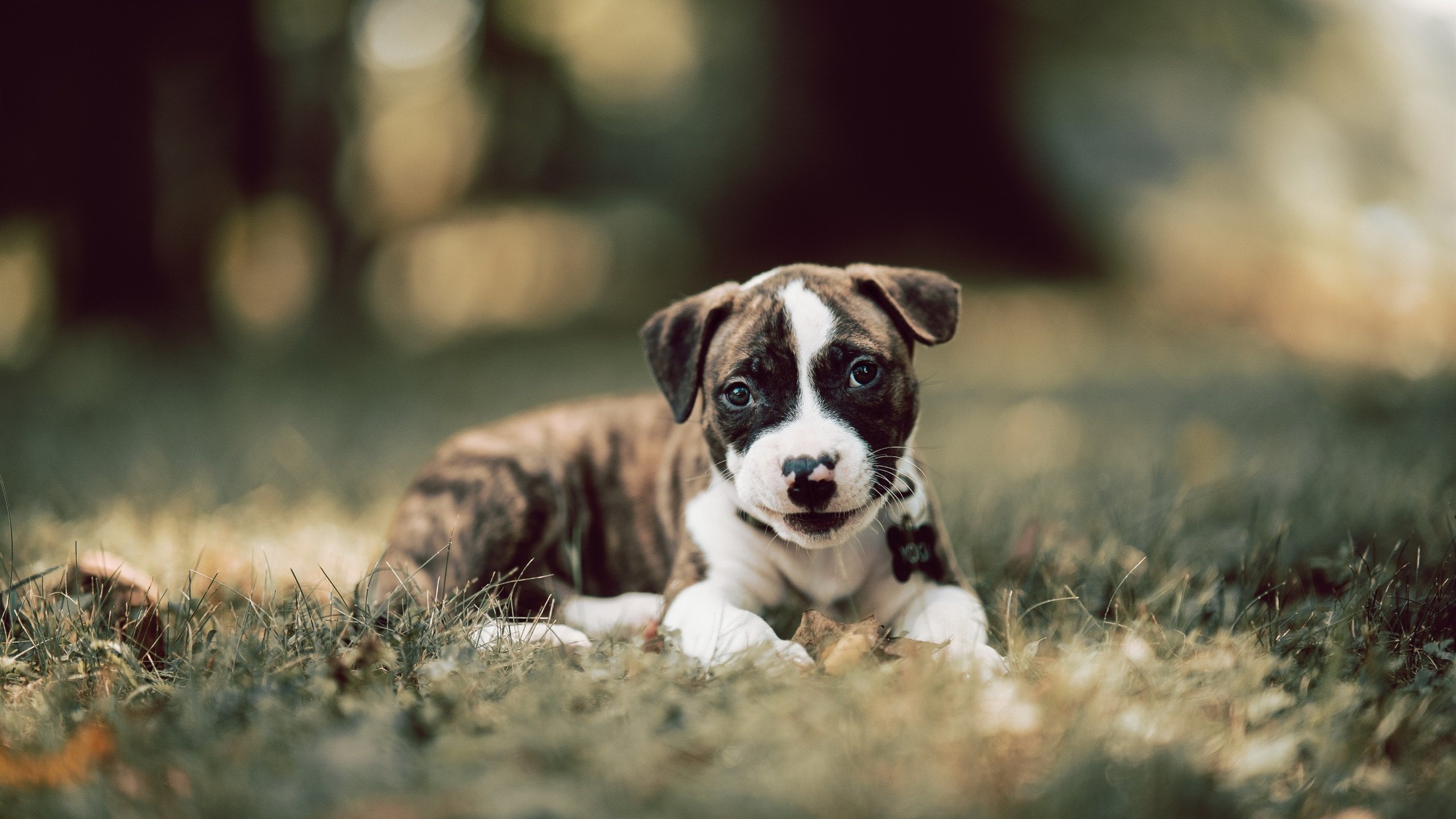 福克斯终场冷箭定乾坤！火箭加时憾负猛龙