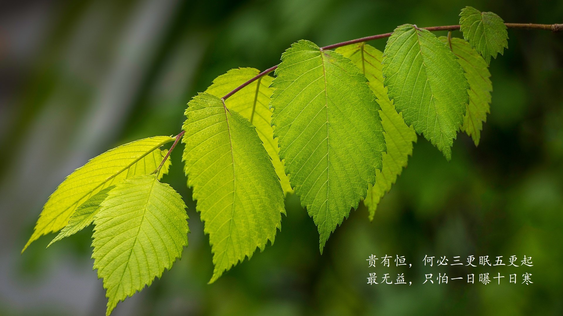绿洲风暴，哈兰德独造三球，哥斯达黎加完胜乌拉圭震撼2026世界杯F组